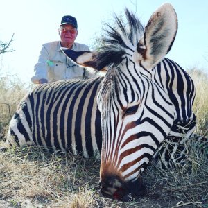 Hartmann's Zebra Hunt Namibia