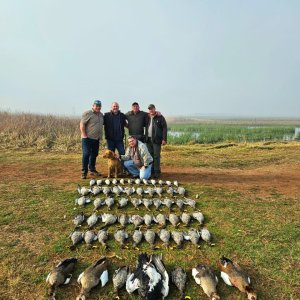 Wild Duck and Geese Hunting South Africa