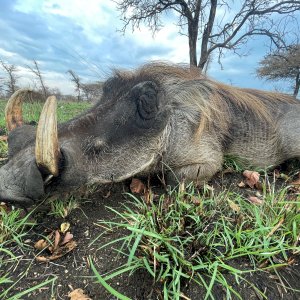 Warthog Hunt Uganda