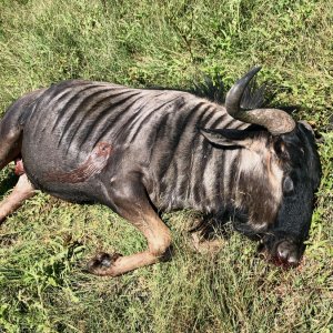 Blue Wildebeest Hunt Zimbabwe