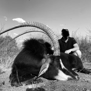 45 Inch Sable Hunt South Africa