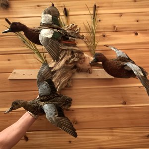 Cinnamon Teal Ducks Taxidermy