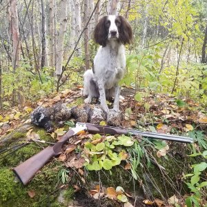 Springer Spaniel Dog