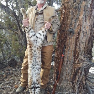 Bobcat Hunting