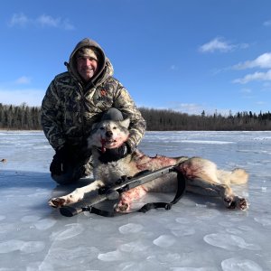 Wolf Hunt Canada