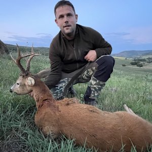 Roe Deer Hunt Romania