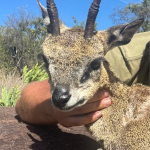Klipspringer Hunt Limpopo South Africa