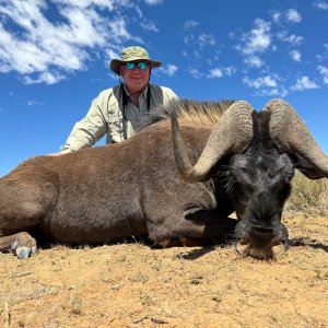 Black Wildebeest Hunt South Africa