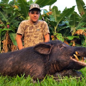 Hunting Boar Big Island Hawaii