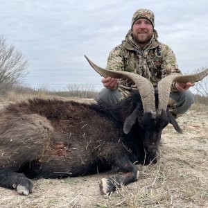 Catalina Goat Hunt Texas