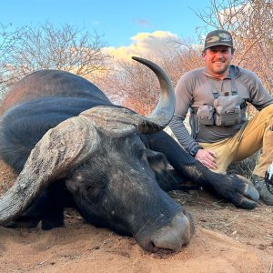 Bow Hunt Cape Buffalo South Africa