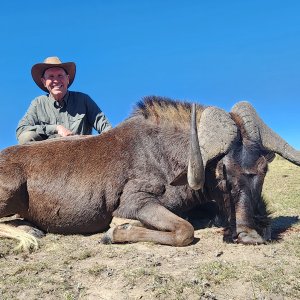 Black Wildebeest Hunt South Africa