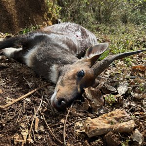 Menelik's Bushbuck Hunt Ethiopia