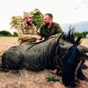 Hunting Blue Wildebeest Zimbabwe
