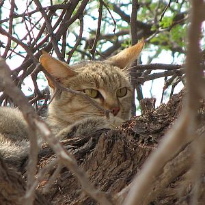 African Wild Cat Namibia