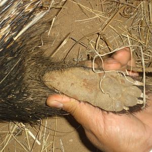 African Porcupine Foot