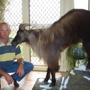 New Zealand Tahr Full Mount Taxidermy