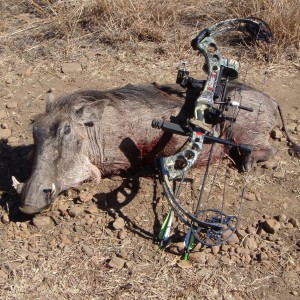 Hunting trip South Africa - my first Warthog