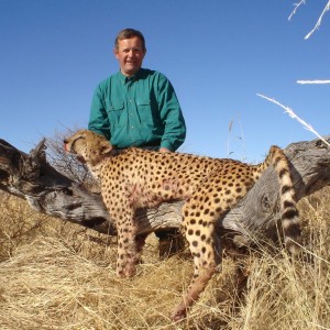 Hunting Cheetah in Namibia