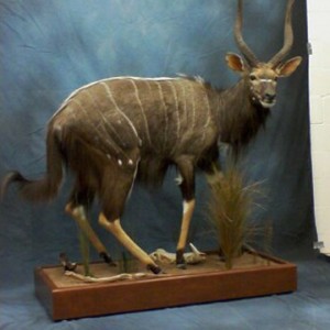 Nyala Full Body Mount taxidermy