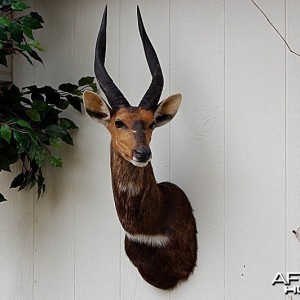 Bushbuck Taxidermy