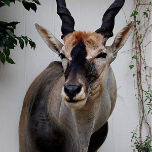 Eland Taxidermy