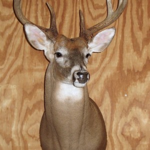 Ohio Archery Season Whitetail Deer