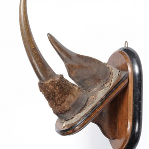 Black Rhinoceros Horns