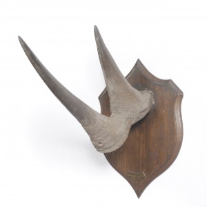 White Rhinoceros Horns