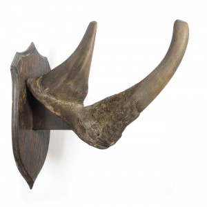 White Rhinoceros Horns