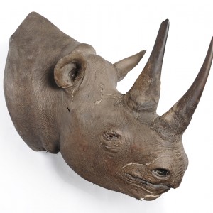 Black Rhinoceros Taxidermy Mount