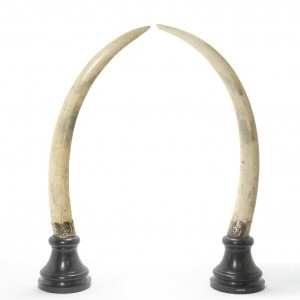 Pair of Elephant Tusks