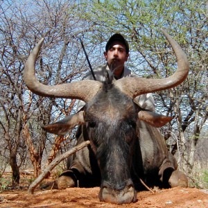 Hunting Blue Wildebeest in Namibia