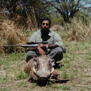 Hunting Warthog in Namibia