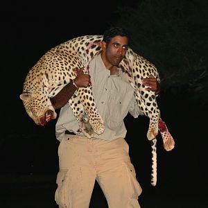 Hunting Leopard in Namibia