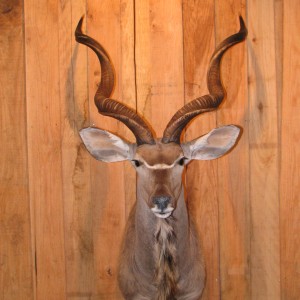 Kudu taxidermy mount