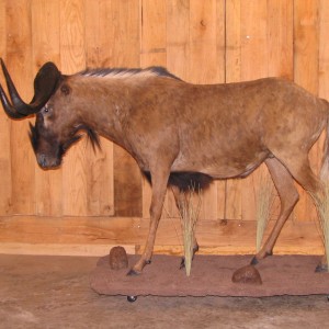 Black Wildebeest Taxidermy Mount