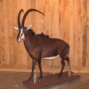 Sable taxidermy mount