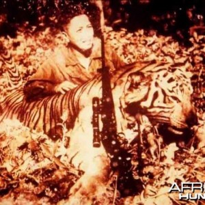 Huge Javan Tiger shot in 1957