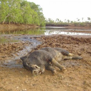 Boar hunting in Australia