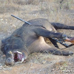 Aussie big boar hunting