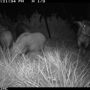 Trailcam photo of Bushpigs from one of our bait stations