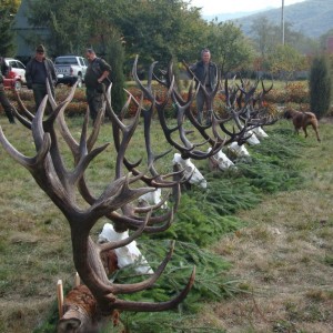 Hunting Red Stag in Romania