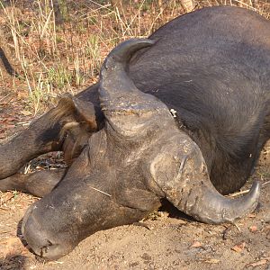 Buffalo hunted in Central African Republic