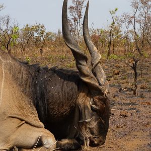 Lord Derby Eland hunted in Central African Republic