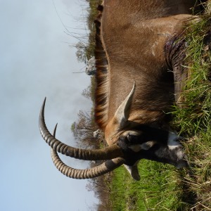 Hunting Roan in Central African Republic