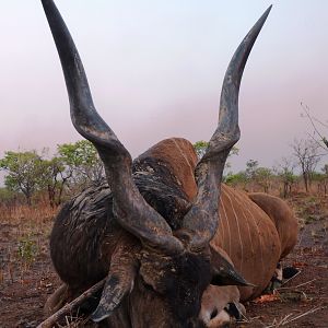 Hunting Giant Eland in Central African Republic