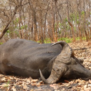 Hunting Buffalo in Central African Republic