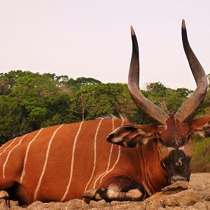 Bongo hunted in CAR