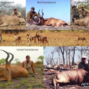 5 out of the 6 species of Hartebeest you can hunt under license